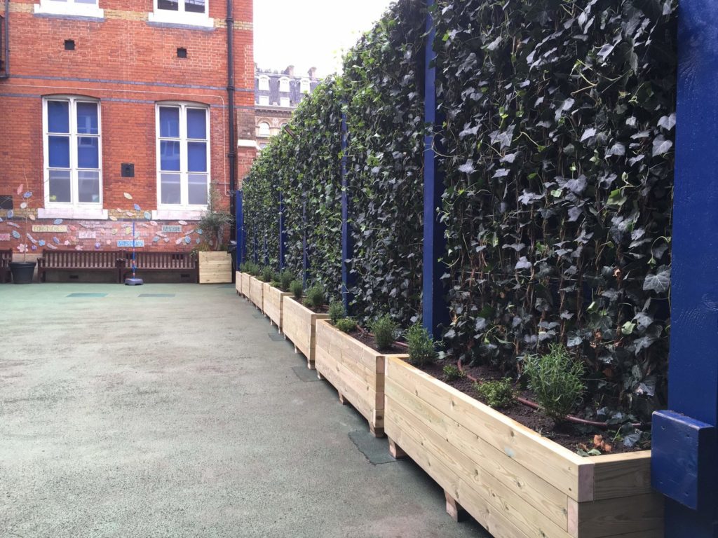 A hedge and box planters being used as a 'green screen' at a primary school. 